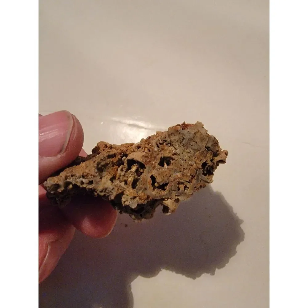 Fossilized‎ Coral Sponge Piece Fossil Ocean Marine Life